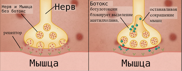 Анатомо-функциональный анализ как основа планирования процедуры